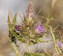 Image de Ptilostemon casabonae (L.) Greuter