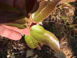 Image of bigflower pawpaw