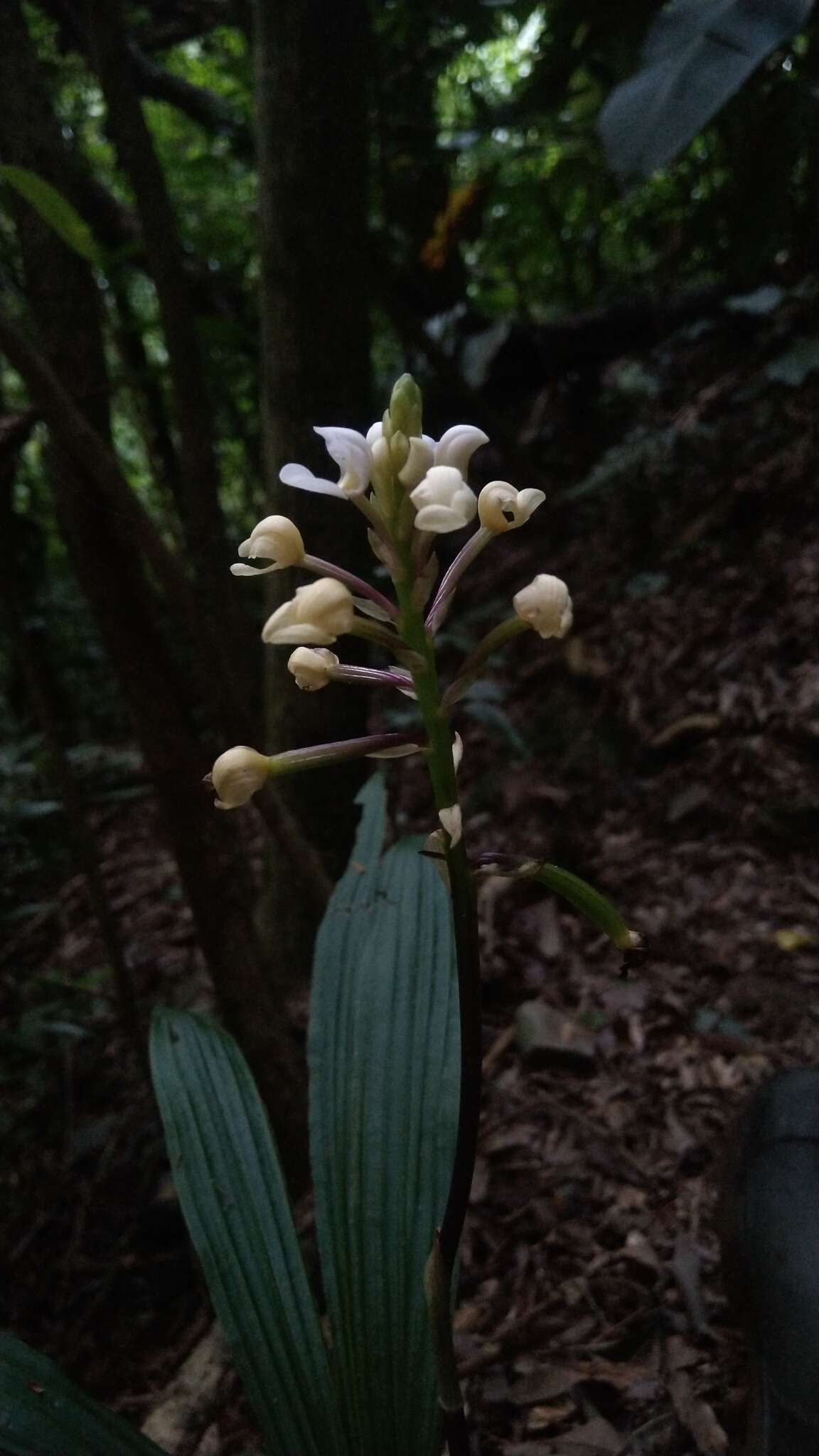 Image of Govenia utriculata (Sw.) Lindl.