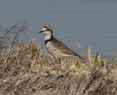 Charadrius thoracicus (Richmond 1896) resmi