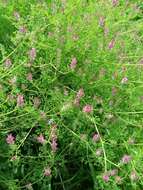 Image of Fumitory