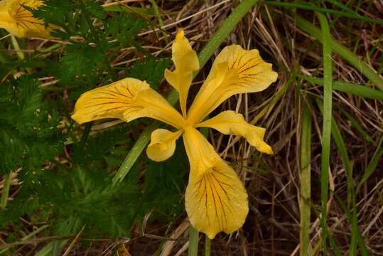 Image of Del Norte County iris