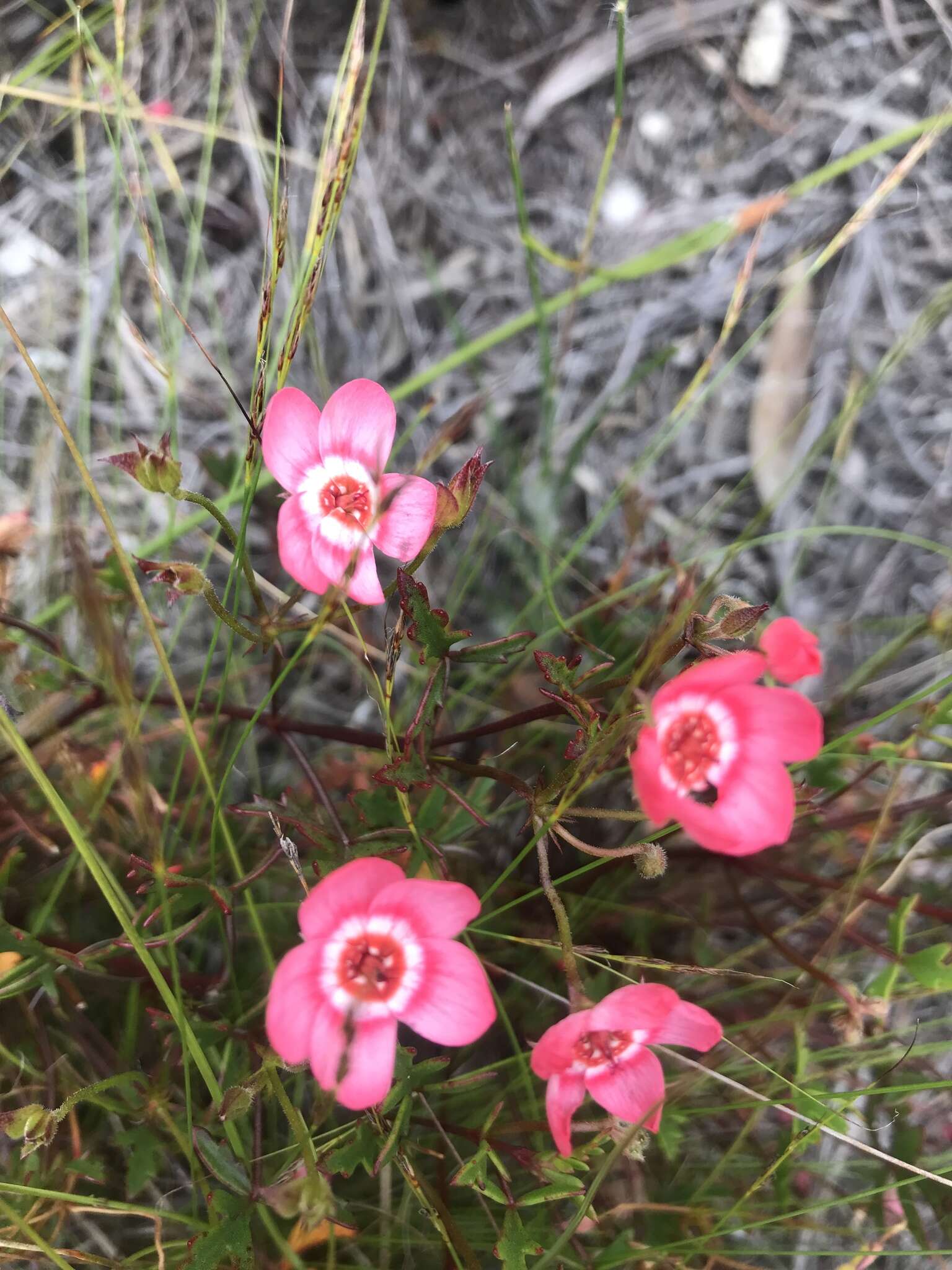 Image of Pelargonium incarnatum (L.) Moench