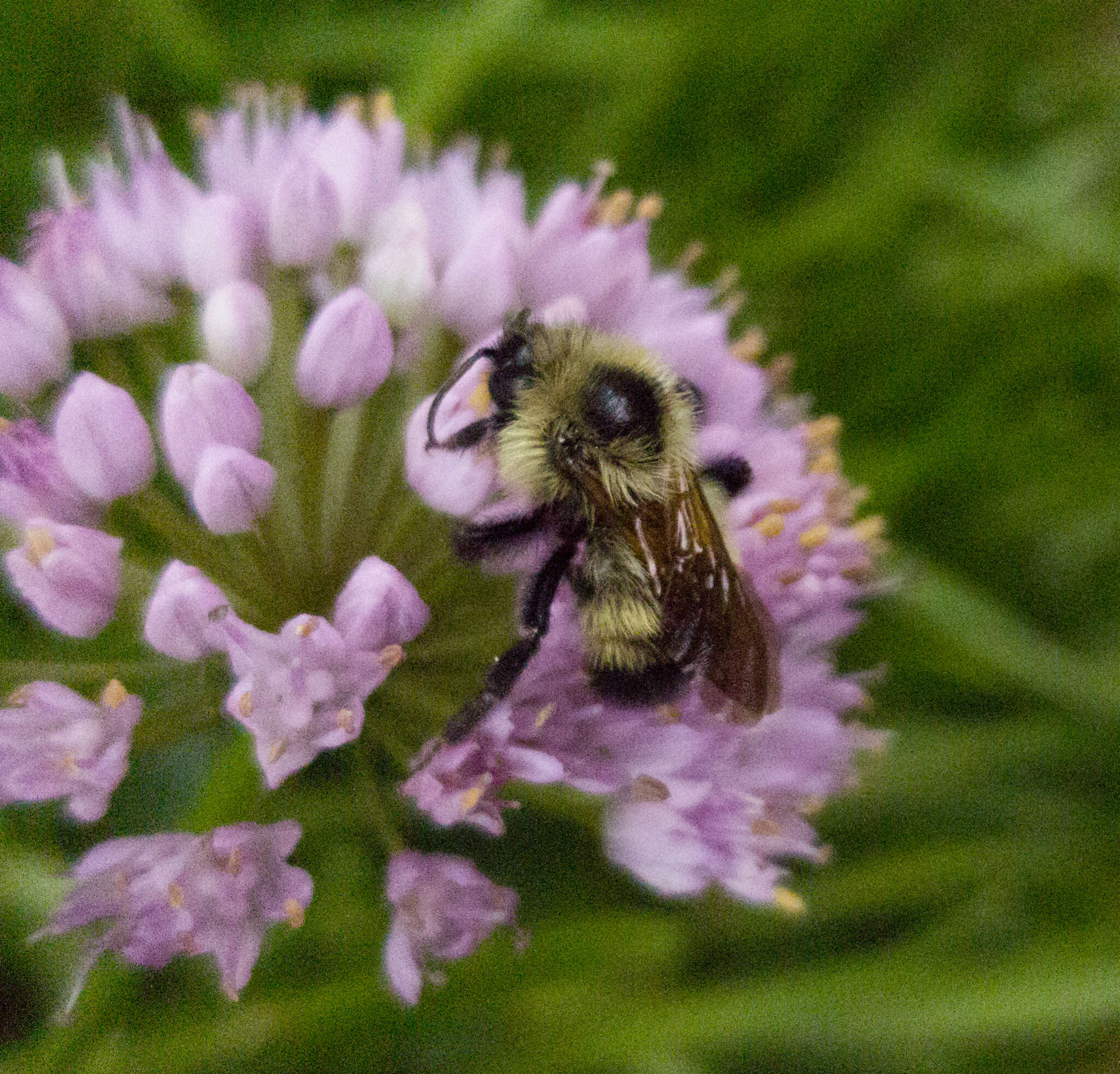 Image of Lemon Cuckoo Bumblebee