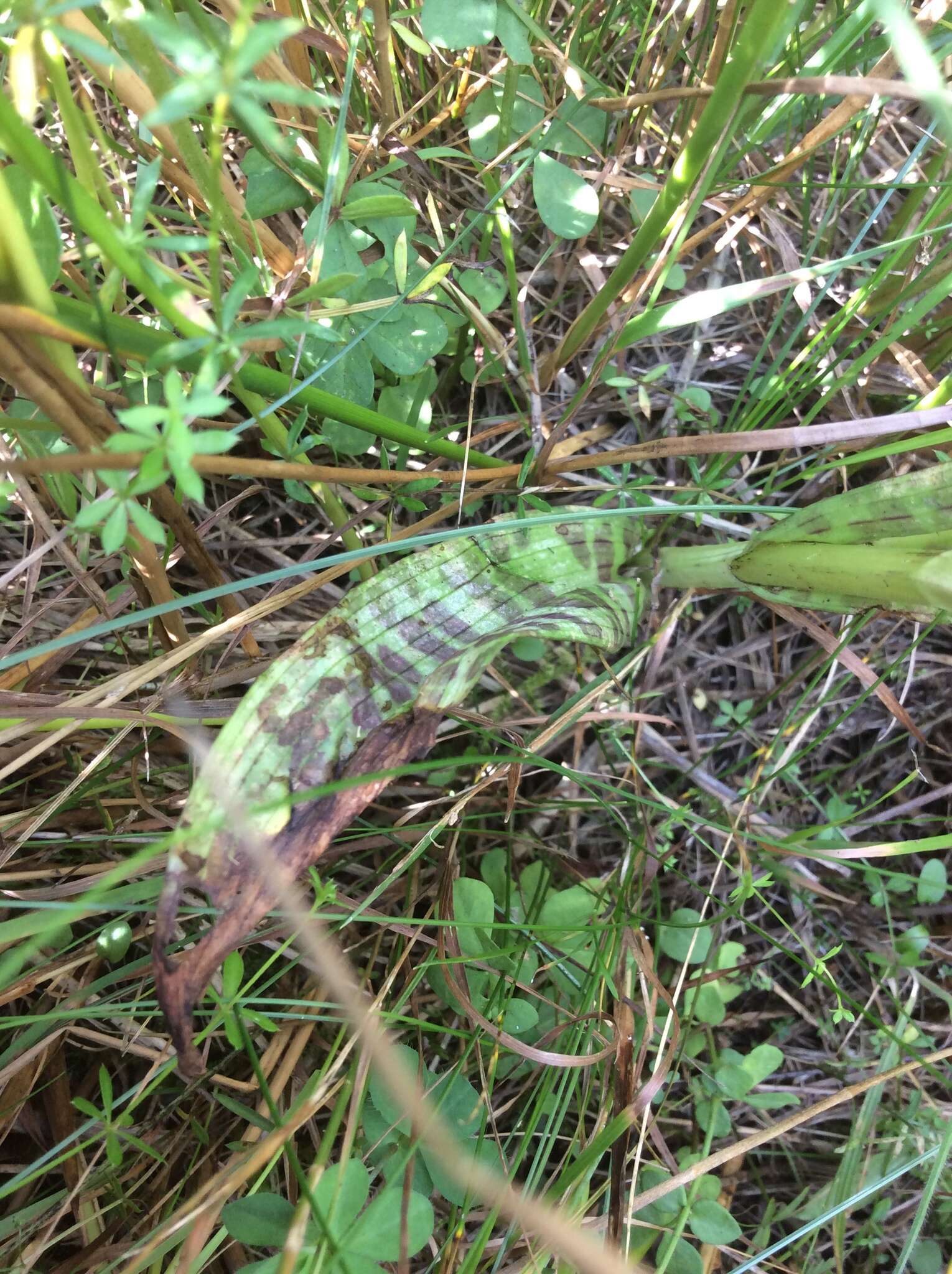 Image of Western Marsh-orchid