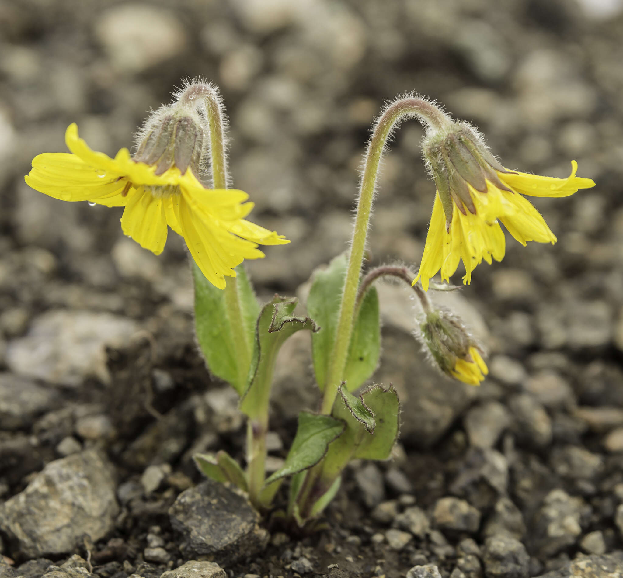 Image de Arnica griscomii subsp. frigida (Iljin) S. J. Wolf