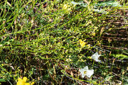 Image of Crocanthemum suffrutescens (B. Schreib.) Sorrie