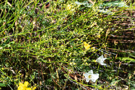 Imagem de Crocanthemum suffrutescens (B. Schreib.) Sorrie