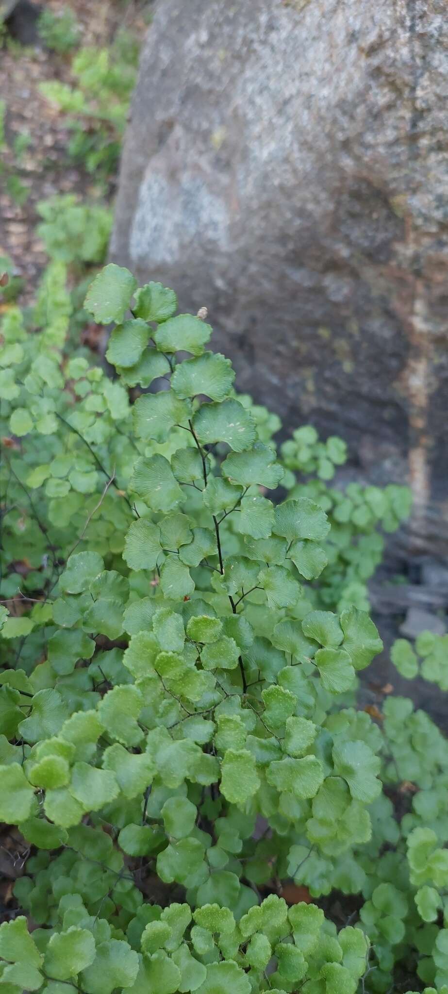 Image of Adiantum chilense var. sulphureum (Kaulf.) Giudice