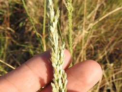 Image of Long-Spike Fluff Grass