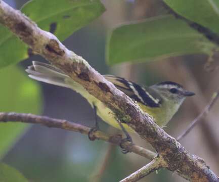 Image of Black-capped Tyrannulet