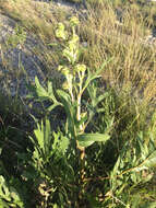 Image de Silphium albiflorum A. Gray