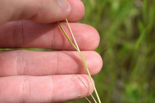 Image of Darnel ryegrass