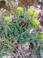 Image of Euphorbia paniculata Desf.