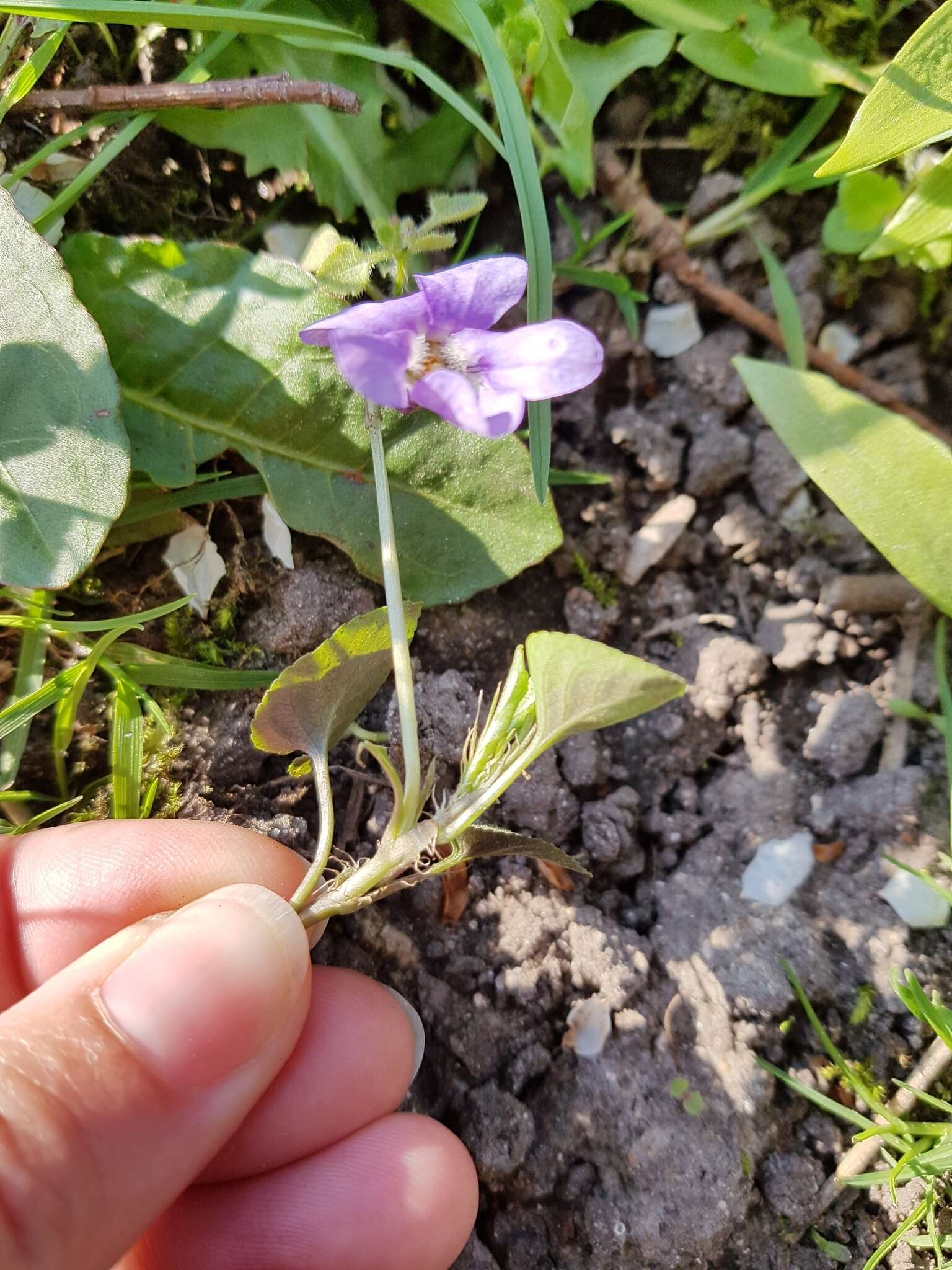 Image of common dog-violet