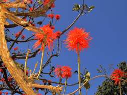 Image of Broad-leaved coral-tree