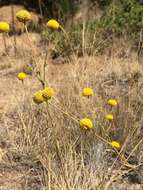 Image of Helenium aromaticum (Hook.) L. H. Bailey