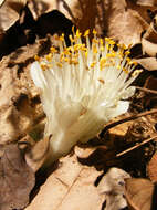 Imagem de Haemanthus deformis Hook. fil.