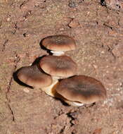 Image de Armillaria hinnulea Kile & Watling 1983