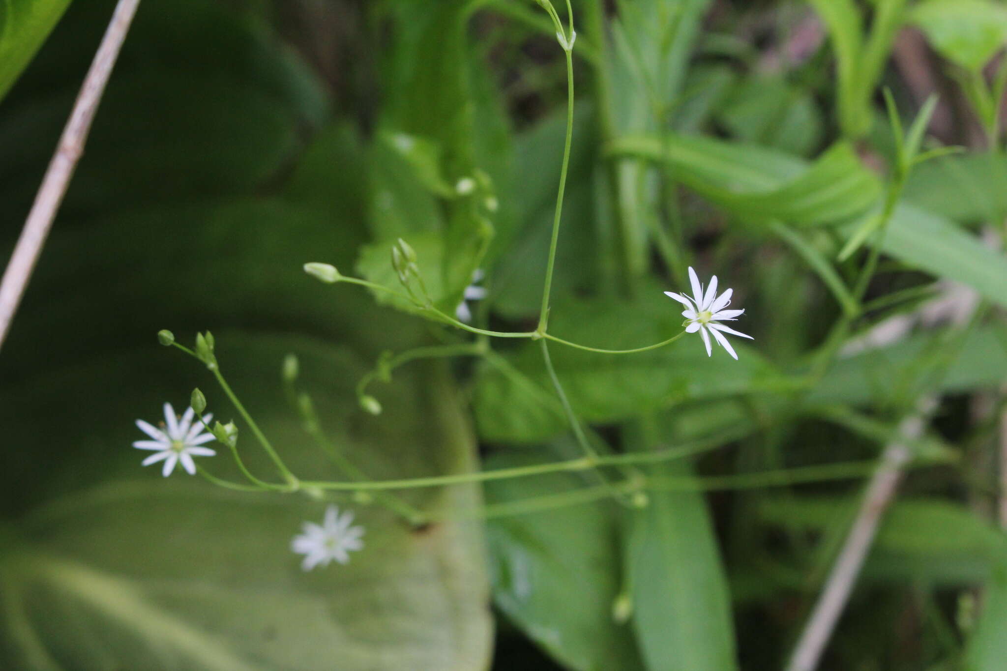 Image of longleaf starwort