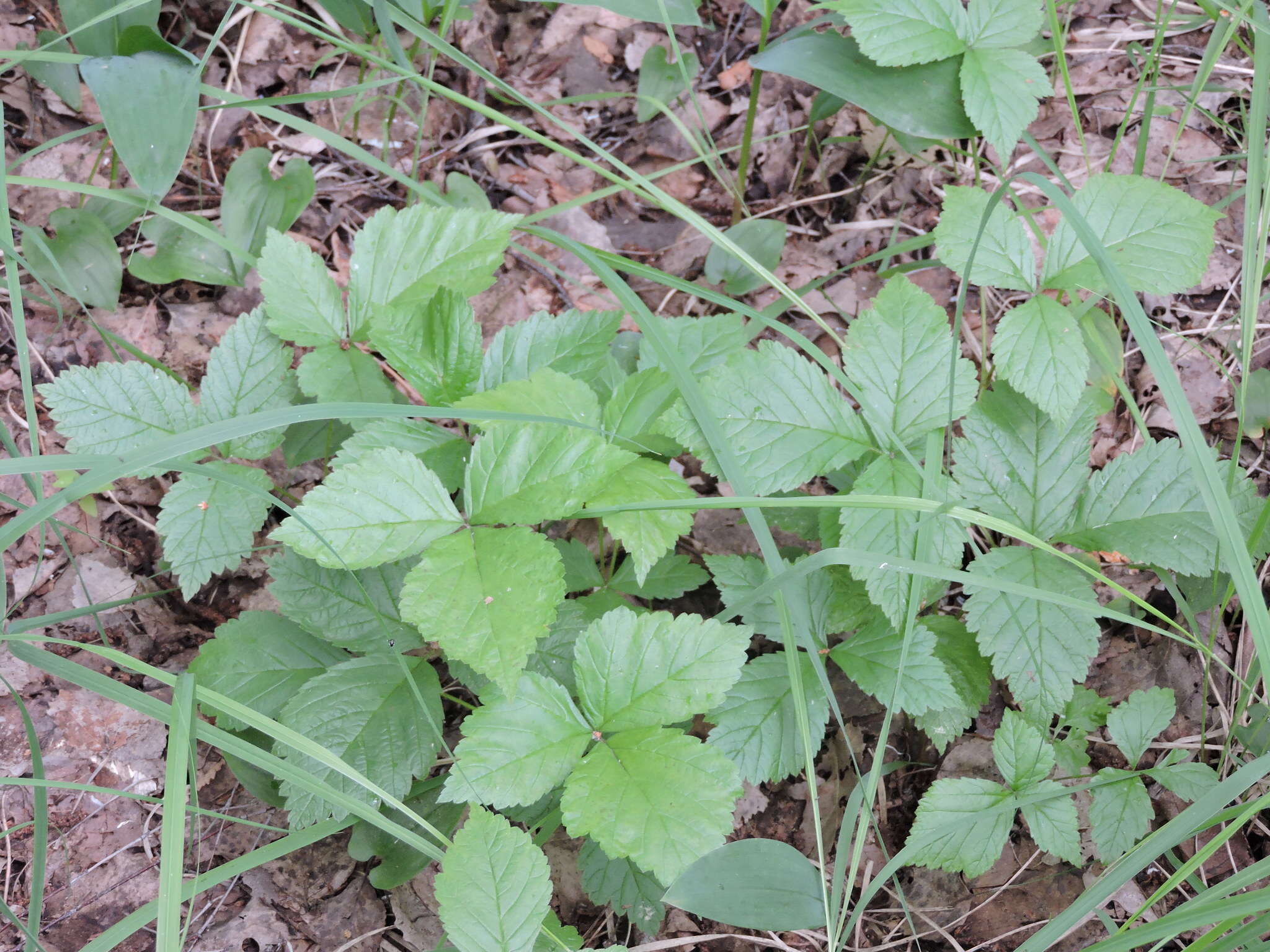 Rubus saxatilis L. resmi