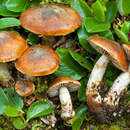 Слика од Cortinarius alpinus Boud. 1895