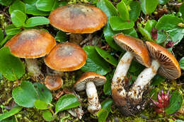 Слика од Cortinarius alpinus Boud. 1895