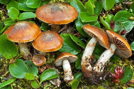 Image of Cortinarius alpinus Boud. 1895