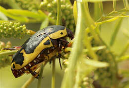 Image of Pachnoda sinuata (Fabricius 1775)