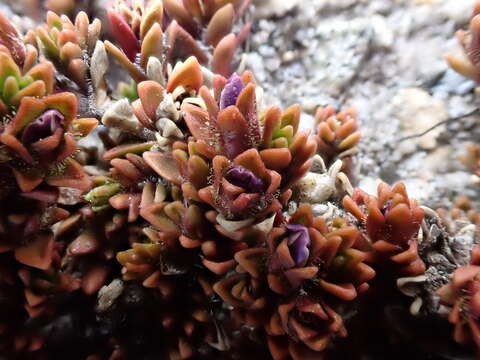 Image of Veronica densifolia F. Muell.