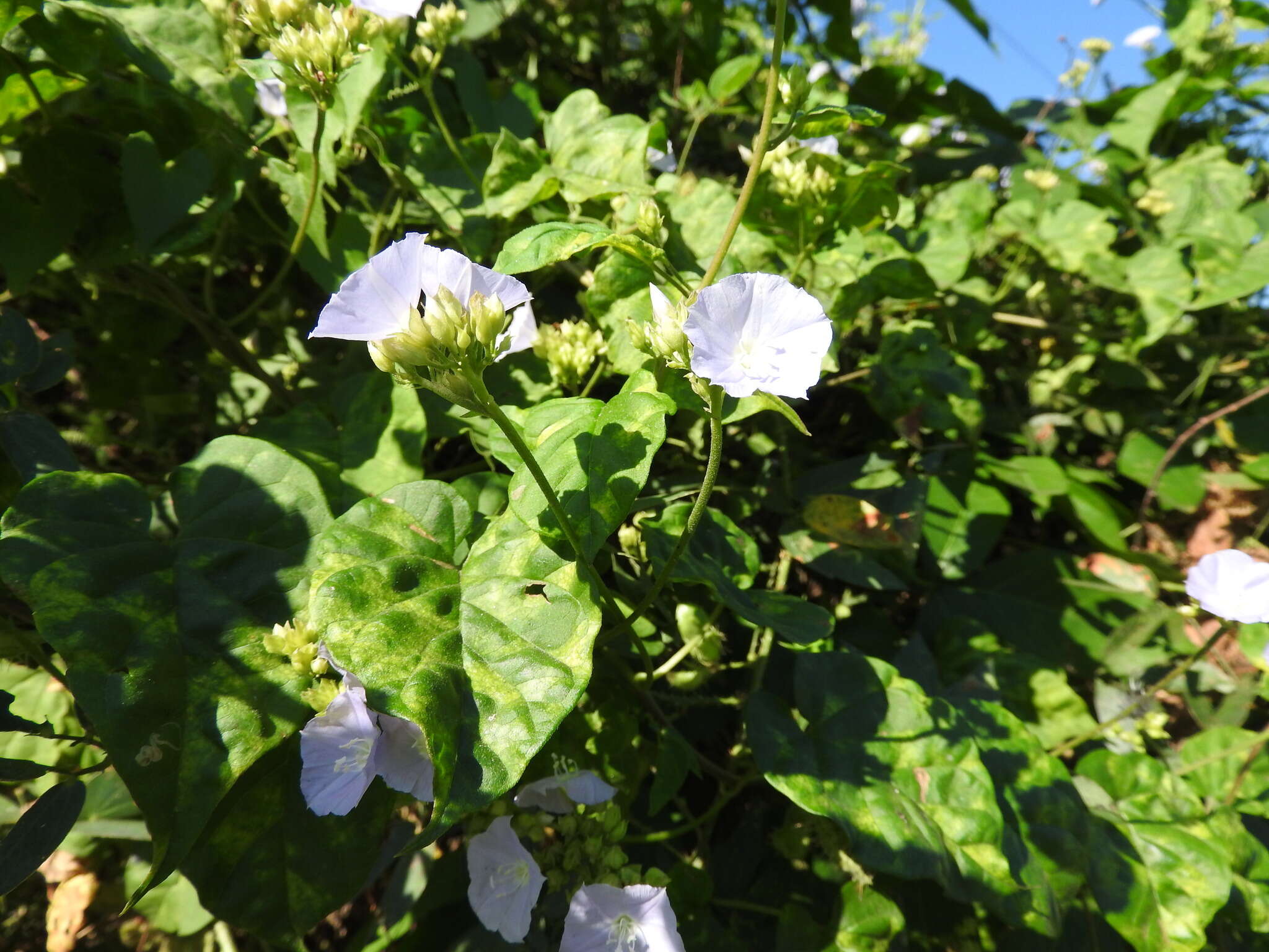 Image of Jacquemontia oaxacana (Meisn.) Hall. fil.