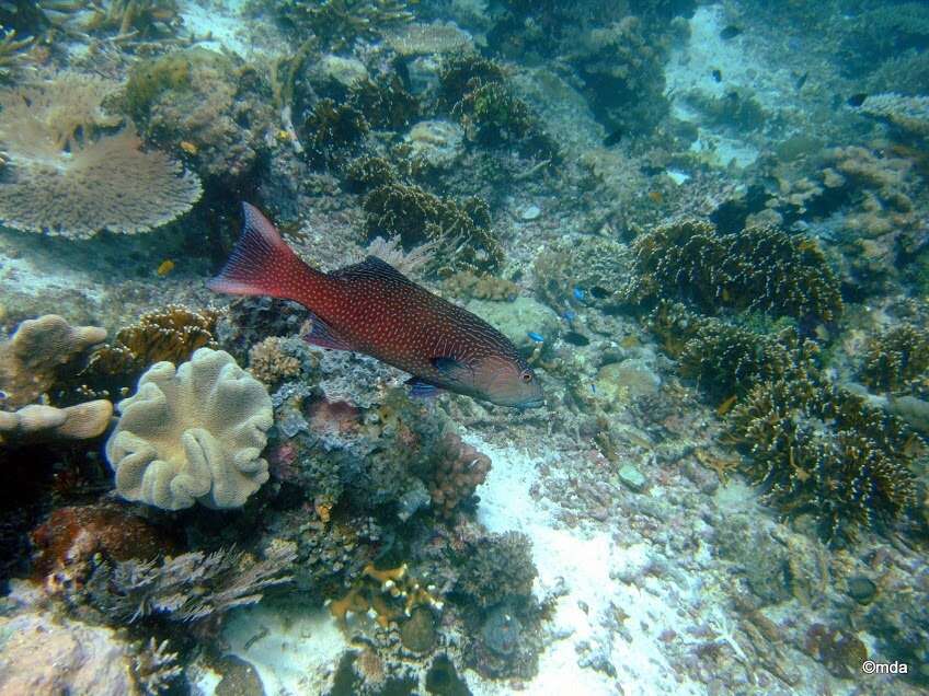 Image of Highfin coralgrouper