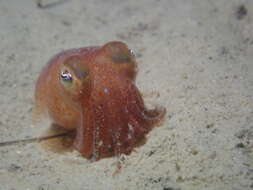 Image of Common Bobtail Squid