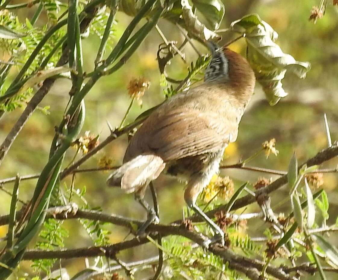 Image of Happy Wren