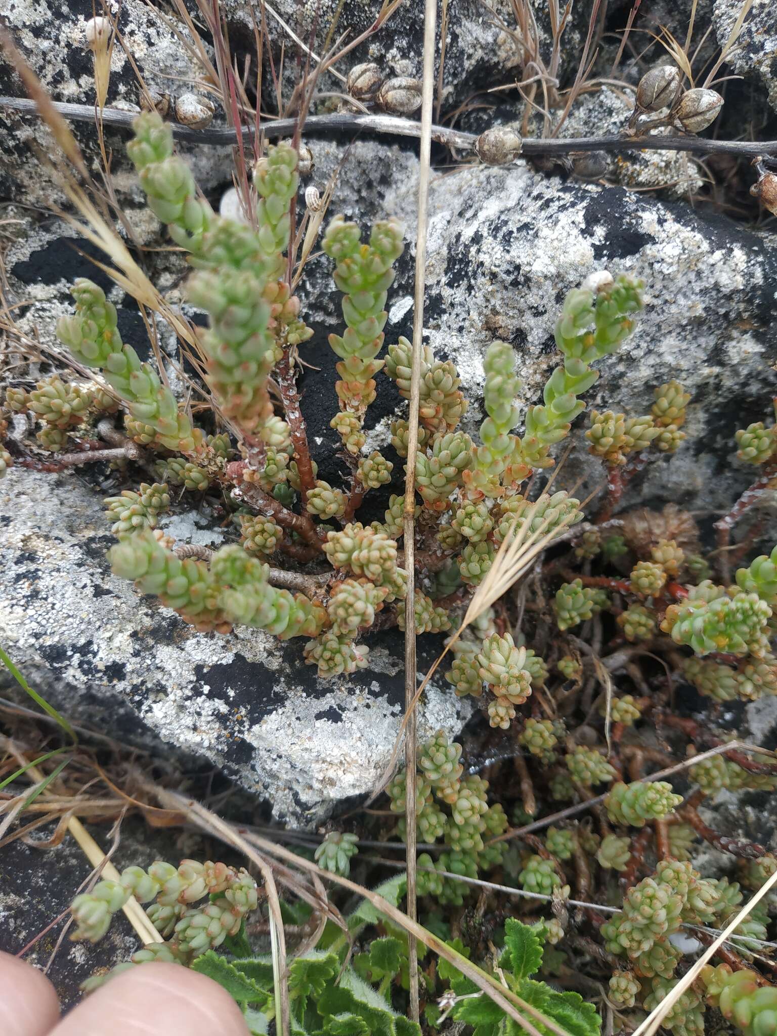 Image of Sedum urvillei DC.