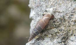 Image of Leucostigma A. J. Wagner 1919