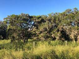 Image of Melaleuca irbyana R. T. Baker