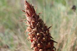 Image of Orobanche anatolica Boiss. & Reuter