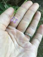 Image of Broad-leaved Willowherb