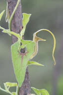 Image of Aristolochia pringlei Rose