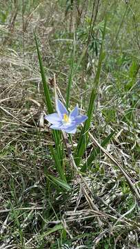 Image of Prairie pleatleaf