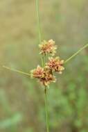 Слика од Cyperus acuminatus Torr. & Hook.