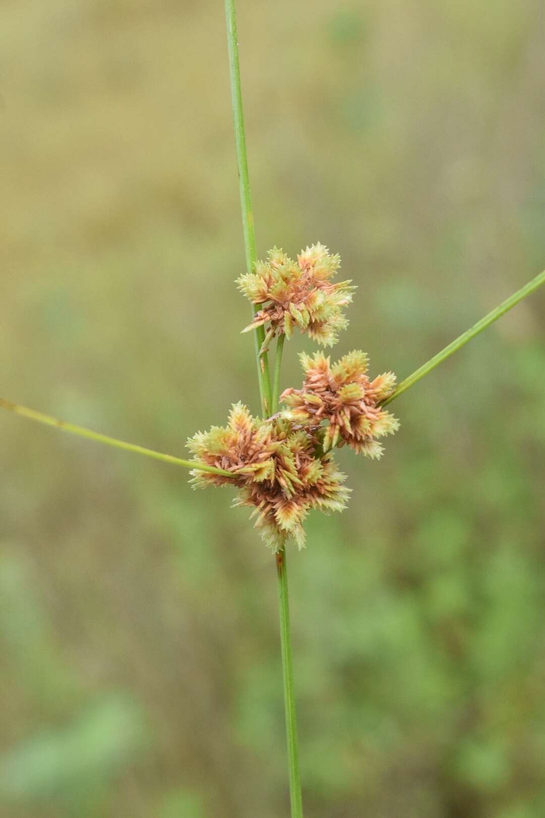 Слика од Cyperus acuminatus Torr. & Hook.