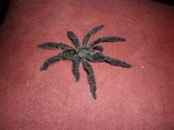 Image of Costa Rican Chevron Tarantula