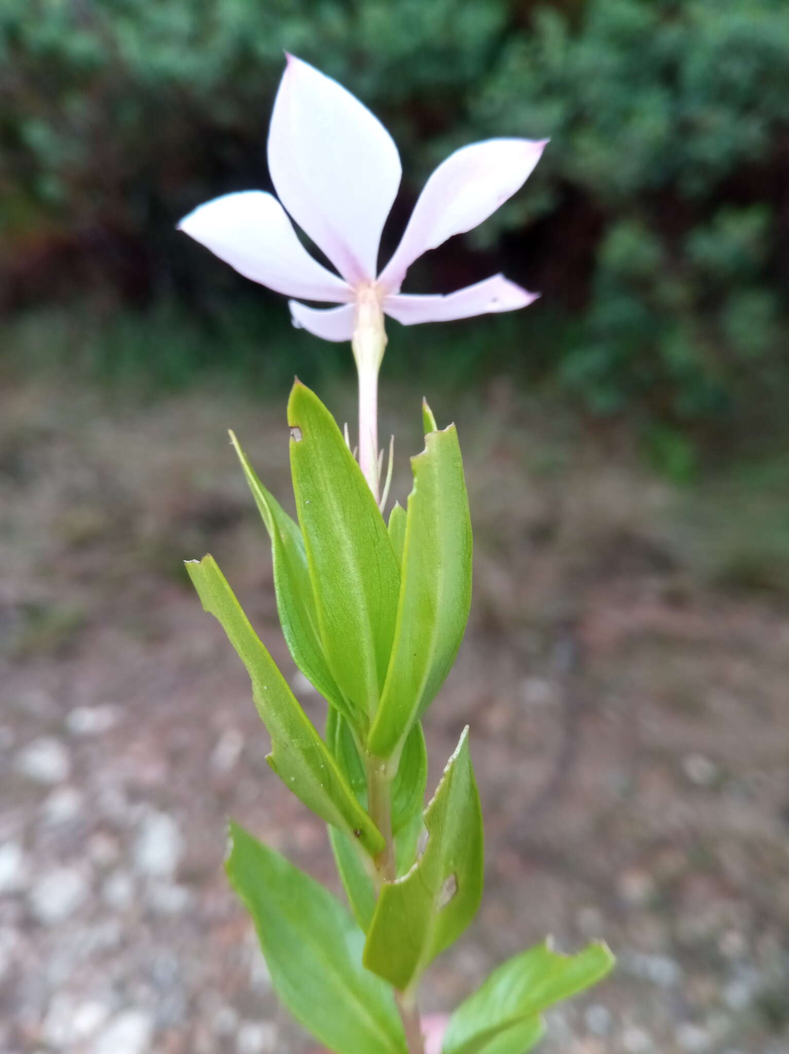 Image of Catharanthus coriaceus Markgr.