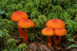 Hygrocybe squamulosa (Ellis & Everh.) Arnolds 1995 resmi