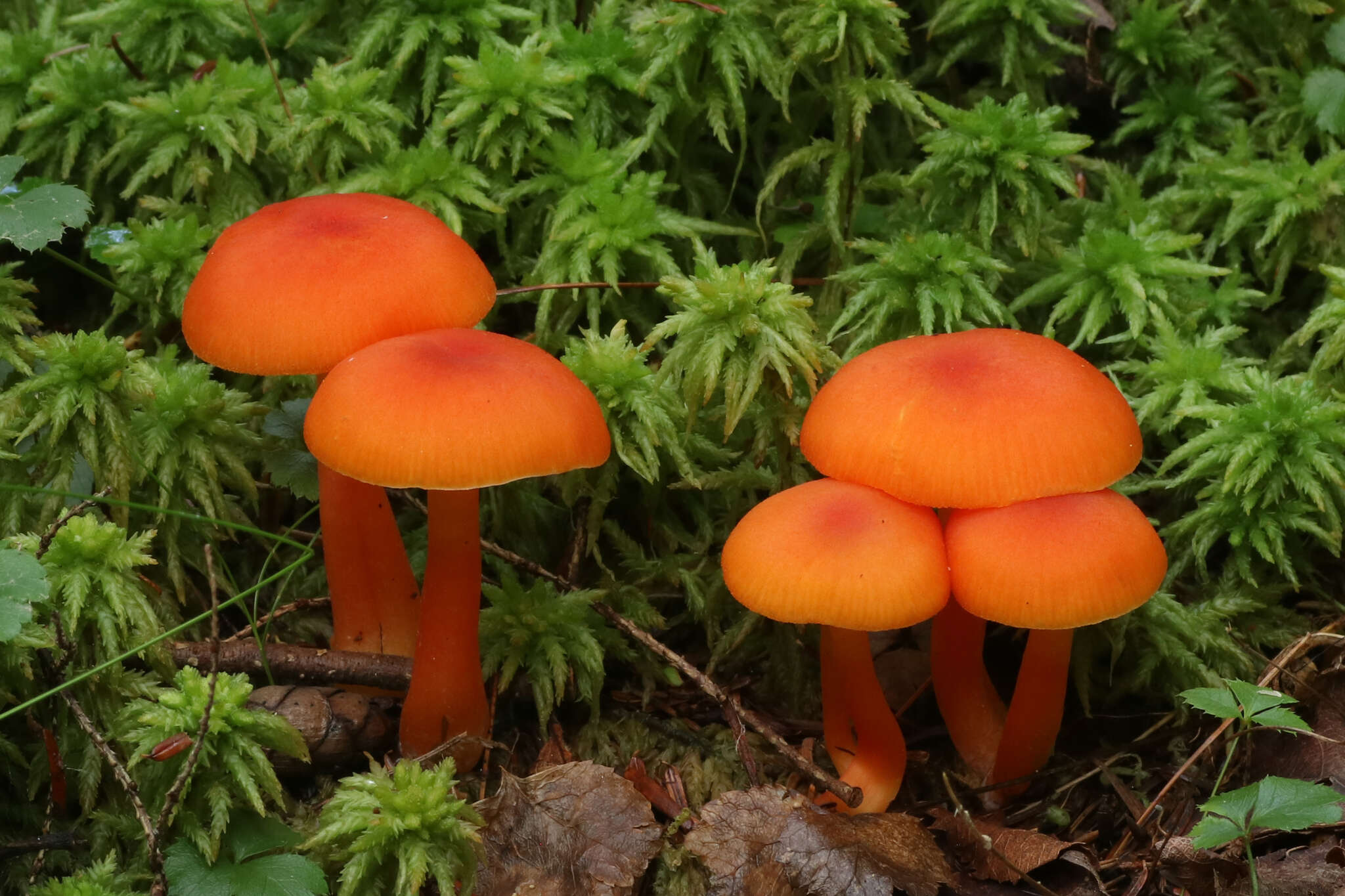 Plancia ëd Hygrocybe squamulosa (Ellis & Everh.) Arnolds 1995