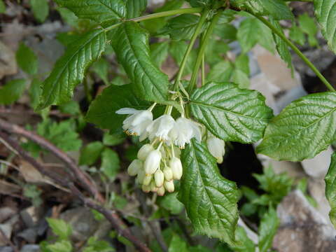 Image of Staphylea colchica Stev.