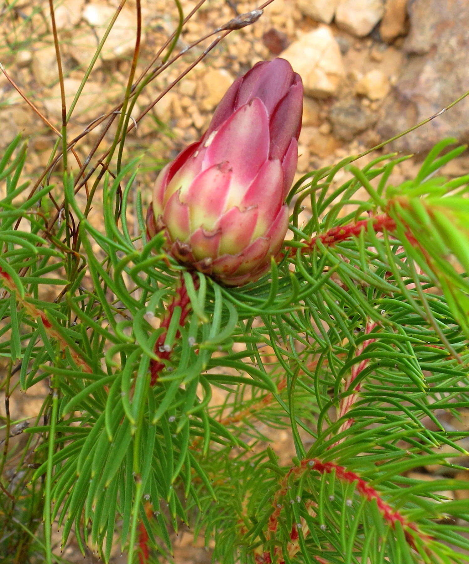 Image of Protea nana (Berg.) Thunb.