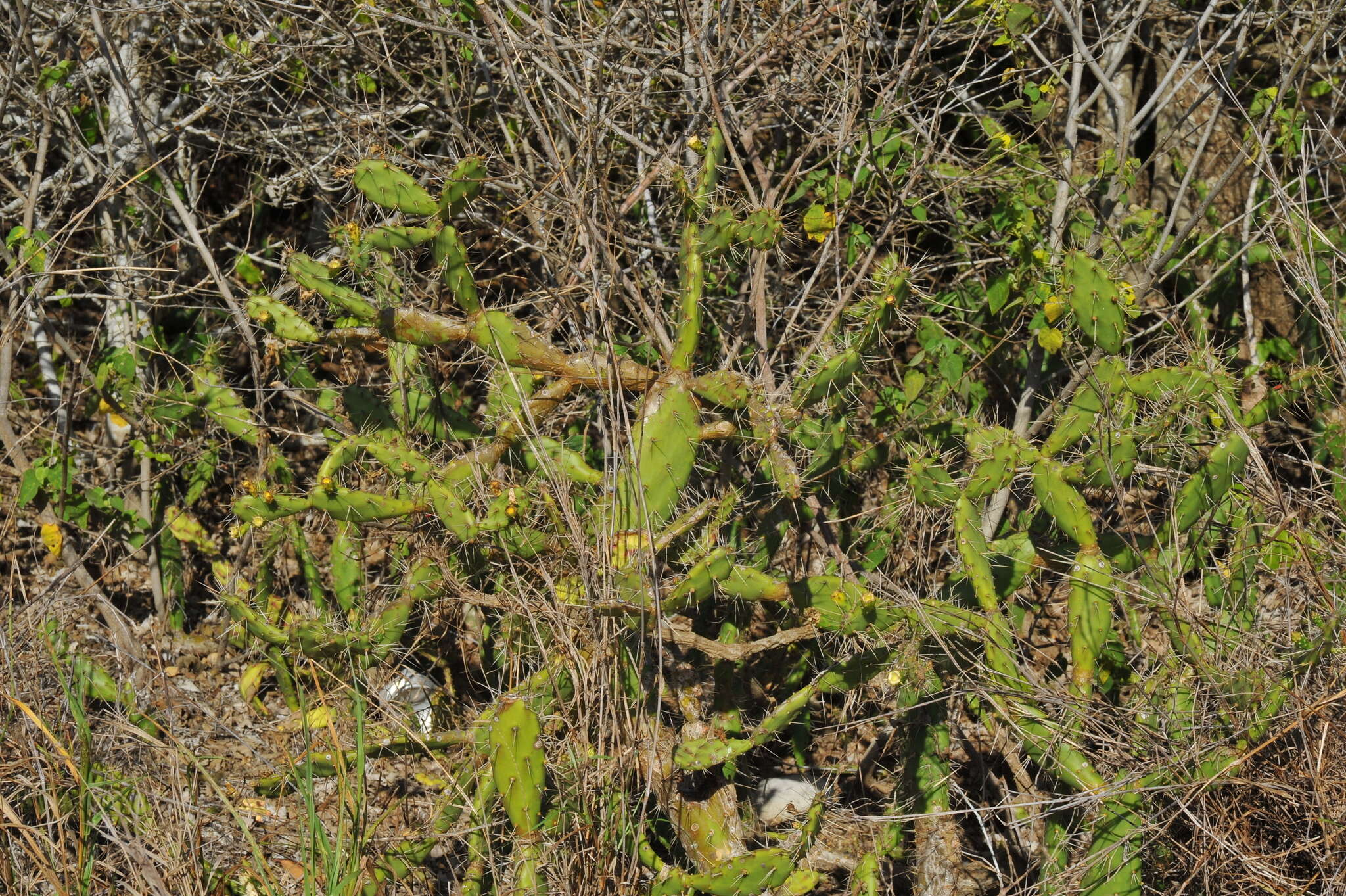 Image of Opuntia triacanthos